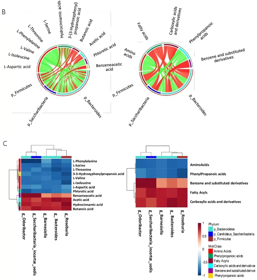 Microbiota and Metabolome Correlation Analysis. B) Circos plot of Spearman correlation between metabolite-phyla (left panel) and class-metabolites-phyla (right panel). A positive correlation is distinguished by red lines, while a negative correlation by green lines. C) Hierarchical heat maps with Spearman correlation between bacterial genera and metabolites (left panel), and with bacterial genera and metabolites-classes (right panel).